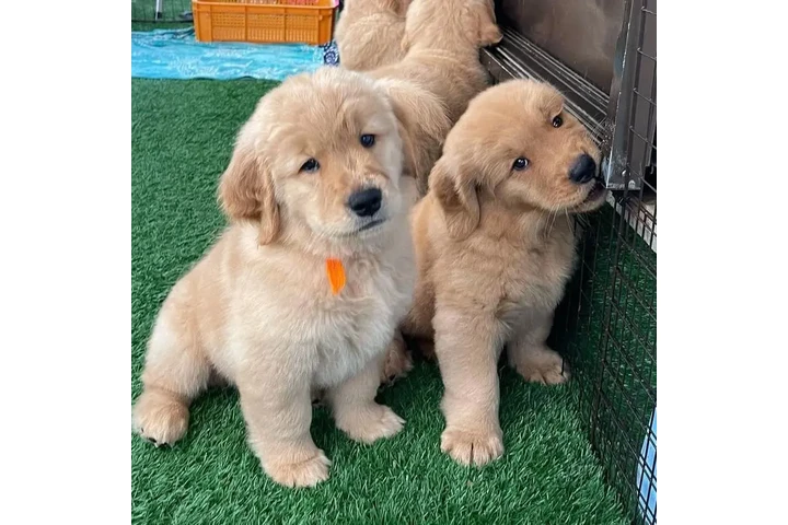 $1 : Cachorrita Golden Retriever en image 1