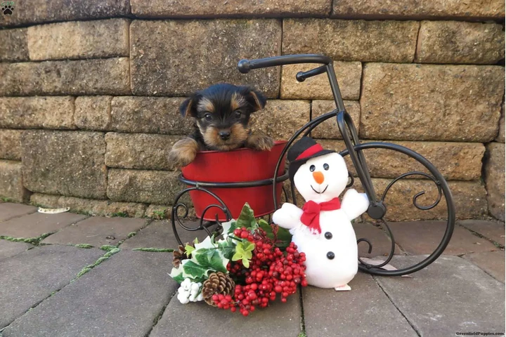 $600 : 🐶WOMEN YORKIE TEACUP image 3