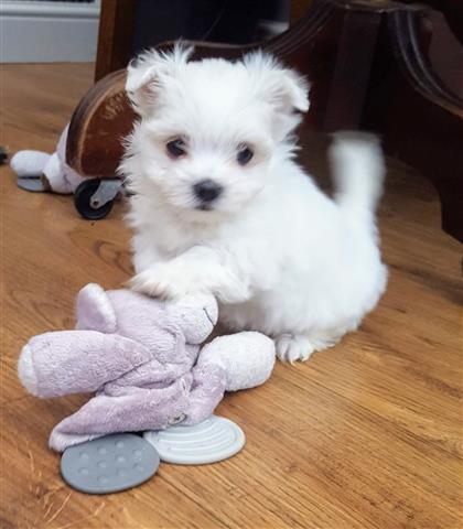 $600 : True Baby face Maltese Pups image 3