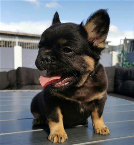 $500 : French Bulldogs are available image 1