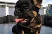 French Bulldogs are available en New York
