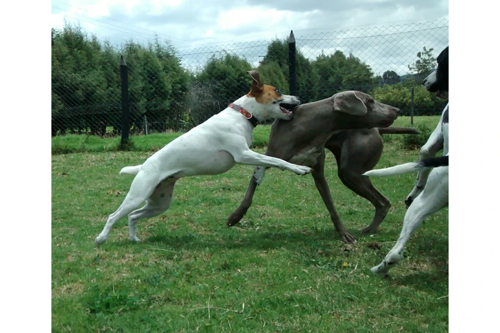 Instructor canino image 4