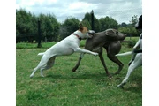 Instructor canino thumbnail