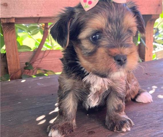 $400 : Lovely Yorkie puppies for adop image 2