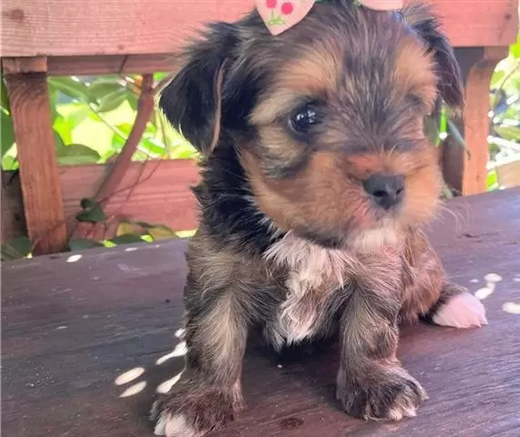 $400 : Lovely Yorkie puppies for adop image 2