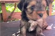 $400 : Lovely Yorkie puppies for adop thumbnail