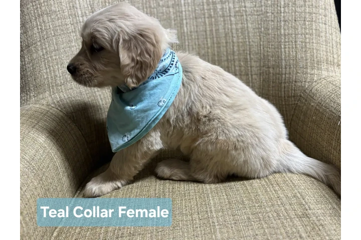 $250 : Golden retrievers available image 2