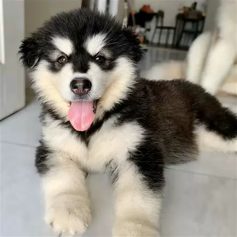 $400 : Alaskan Malamute Puppies image 2