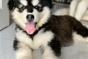 $400 : Alaskan Malamute Puppies thumbnail