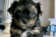 $500 : Yorkie Teacup puppy thumbnail