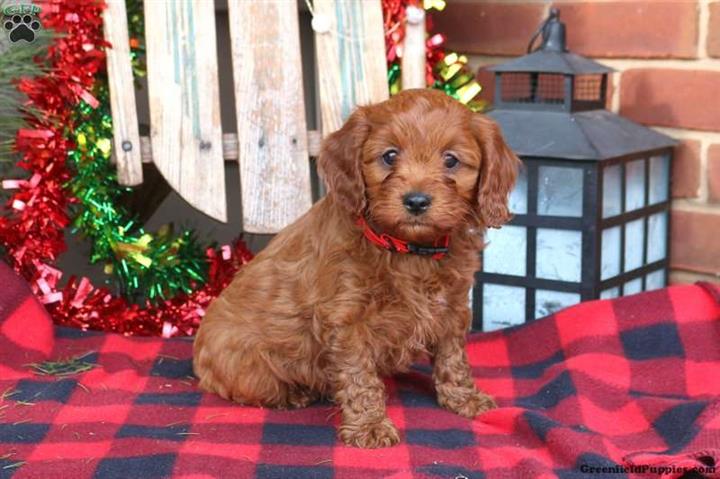 $330 : Lovely pure Cavapoo puppies image 3