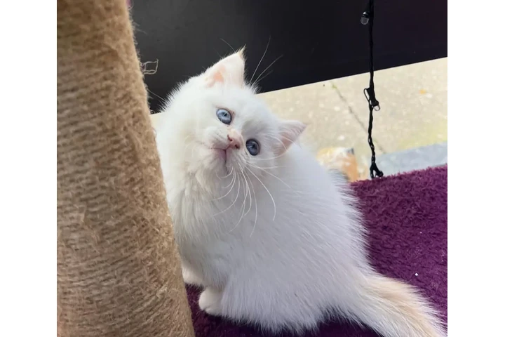 $350 : British shorthair for sale image 1