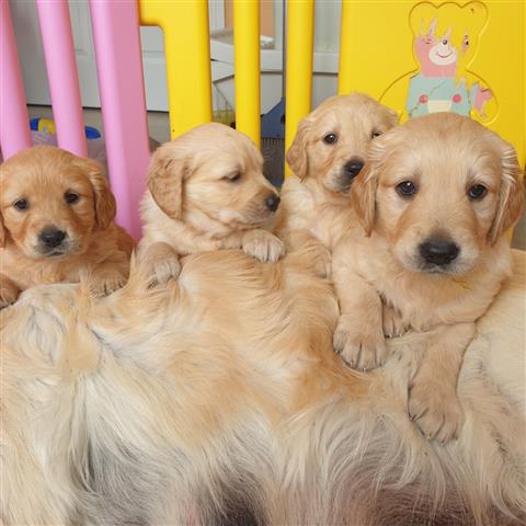 $500 : Cachorros Golden Retriever image 1