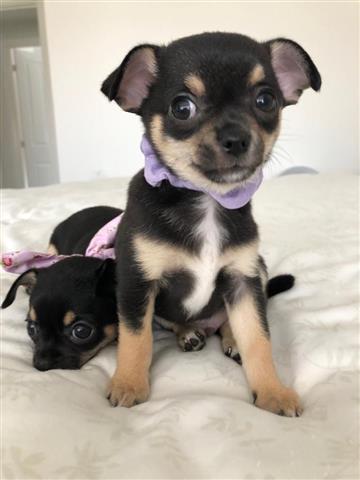$600 : Chihuahua Puppies for sale image 3