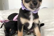 $600 : Chihuahua Puppies for sale thumbnail
