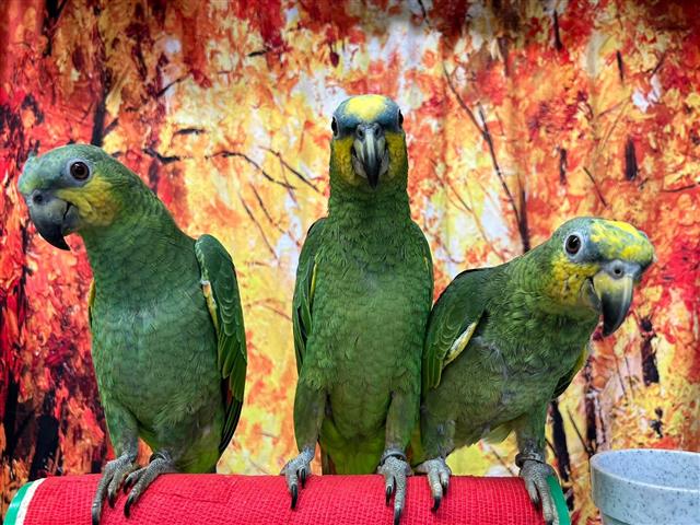 $300 : charles amazon parrots image 2