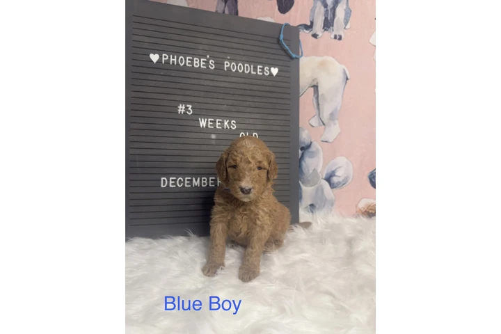 $1500 : Standard Poodle image 3