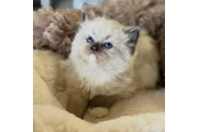 Ragdoll Kittens For Sale en Imperial County