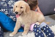 $500 : Golden retriever puppies thumbnail