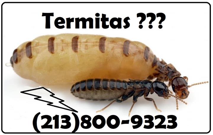 EXTERMINADOR LICENCIA CA 24/7* image 5