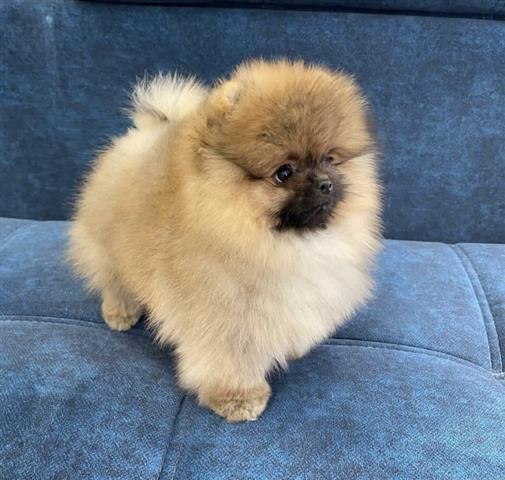 $250 : Teacup Pomeranian Puppies image 1