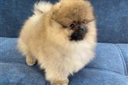 Teacup Pomeranian Puppies en Madison WV