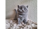 $260 : Cute British shorthair thumbnail