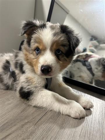 Australian shepherd image 2