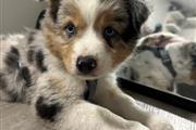 Australian shepherd thumbnail