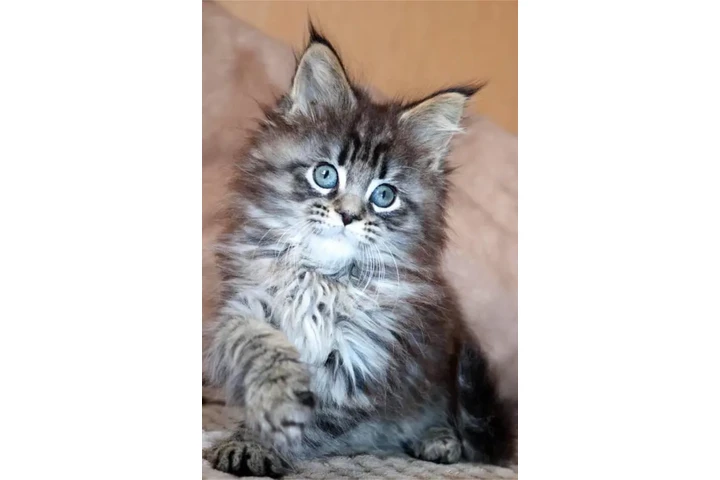 $260 : Maine Coon de calidad disponib image 1