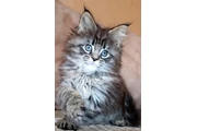 Maine Coon de calidad disponib en Chicago
