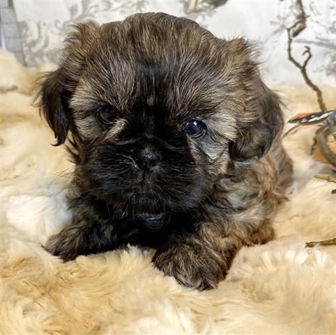 $350 : Shih tzu puppies for adoption image 1