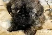 Shih tzu puppies for adoption en Nashville
