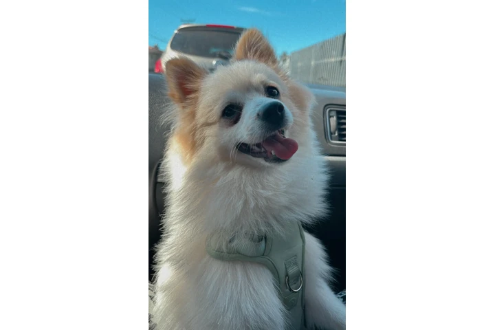 $100 : Pomeranian image 5