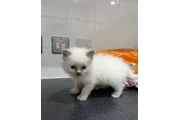 $350 : Blue point ragdolls thumbnail