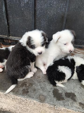 $1500 : Vendo lindos Sheep dog's image 2