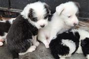 $1500 : Vendo lindos Sheep dog's thumbnail