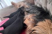 $500 : Purebred Yorkshire terrier thumbnail