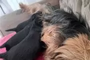 $500 : Purebred Yorkshire terrier thumbnail