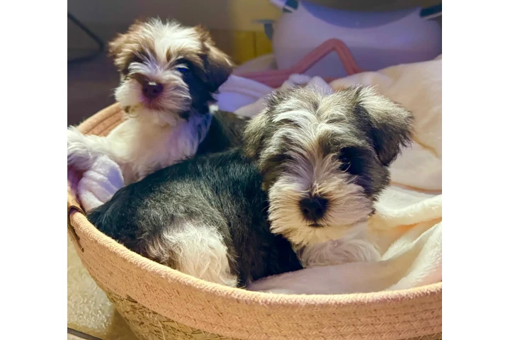 $1200 : Mini schnauzer image 6