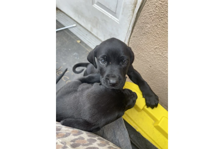 $350 : Lab/Corso puppies image 7