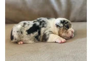 $350 : Cachorros Bulldog Inglés thumbnail