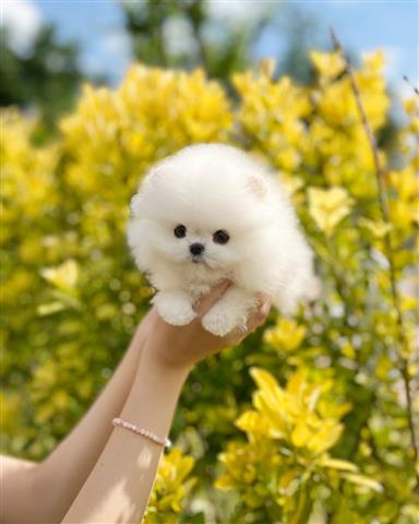 $350 : pomerania en venta image 3