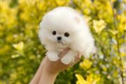 $350 : pomerania en venta thumbnail