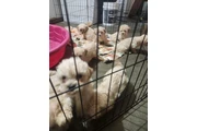 Cachorros en adopcion en Los Angeles