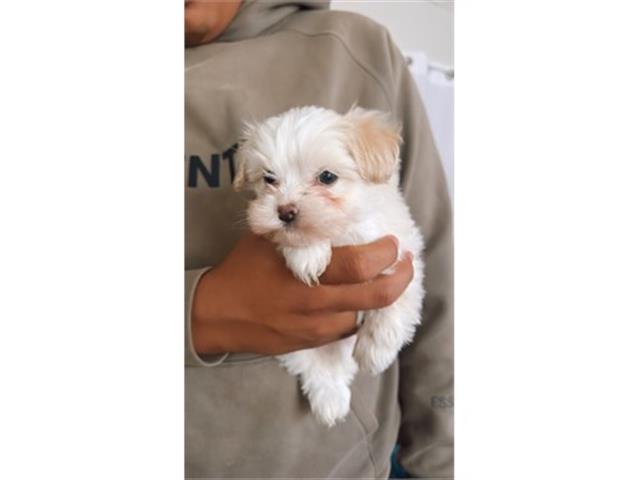 $350 : Cachorro Maltipoo en venta image 9