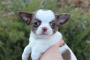 $250 : Chihuahua puppies thumbnail