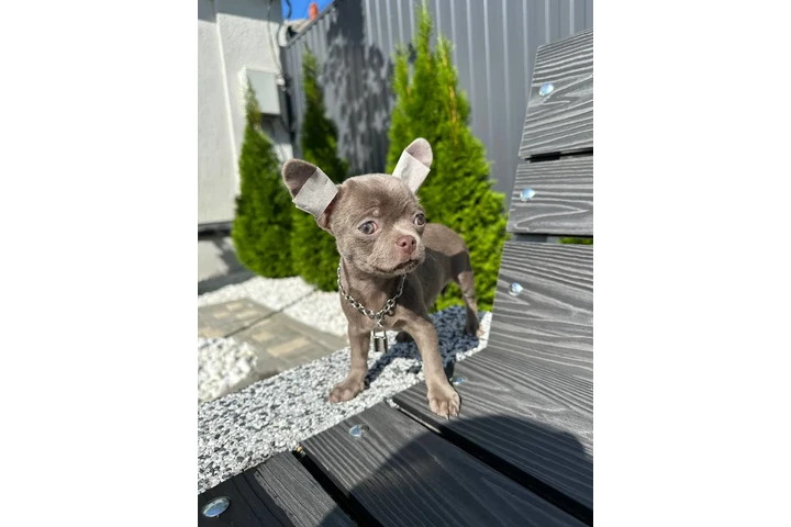 $250 : Teacup Chihuahua puppies image 8