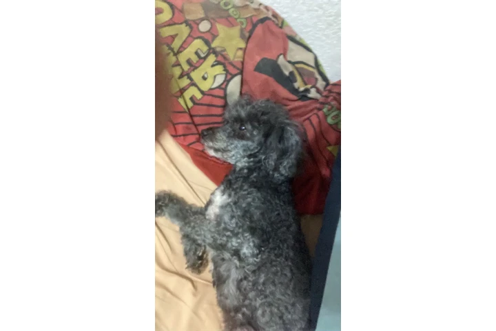 Mascota perdida. image 2