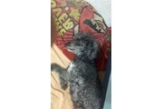 Mascota perdida. thumbnail